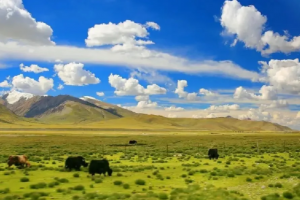 【西藏藏北草原】高原上的高原，原來是草原