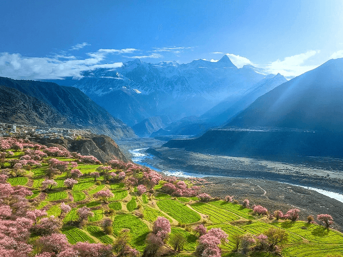 林芝桃花