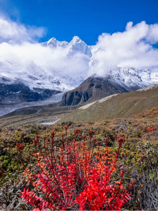 紅景天