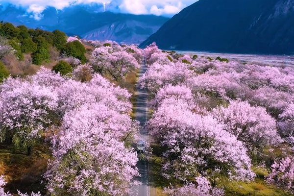 林芝桃花